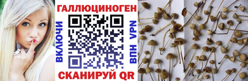 Псилоцибиновые грибы GOLDEN TEACHER  Нижний Новгород 